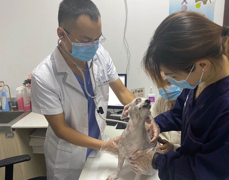宠物秋季疾病预防_宠物秋冬感冒症状_秋季宠物容易忽略的健康隐患