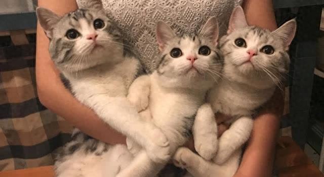 如何让猫咪更喜欢你,铲屎官们可以试一下-派特超人-宠物