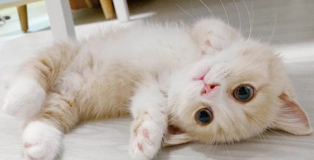 猫咪日常互动习惯_如何让猫咪爱上猫爬架_猫咪亲密关系建立方法