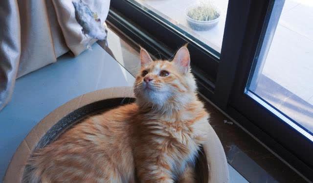 如何让猫咪爱上猫爬架_猫咪亲密关系建立方法_猫咪日常互动习惯