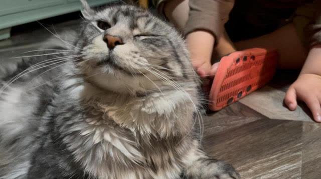 猫咪日常互动习惯_猫咪亲密关系建立方法_如何让猫咪爱上猫爬架