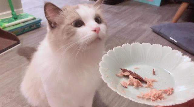 如何让猫咪爱上猫爬架_猫咪日常互动习惯_猫咪亲密关系建立方法