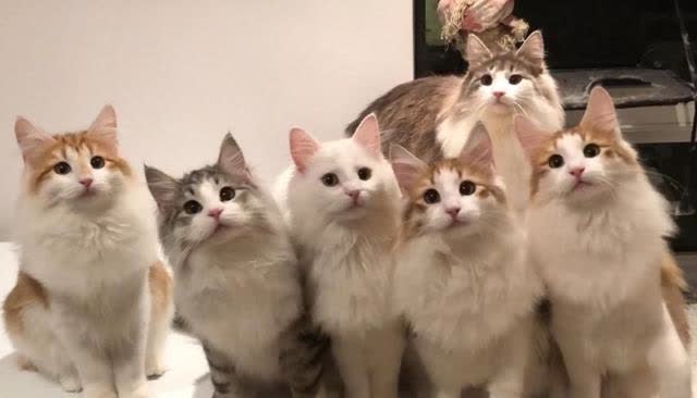 如何让猫咪爱上猫爬架_猫咪亲密关系建立方法_猫咪日常互动习惯