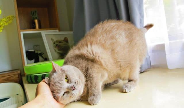 如何让猫咪爱上猫爬架_猫咪日常互动习惯_猫咪亲密关系建立方法