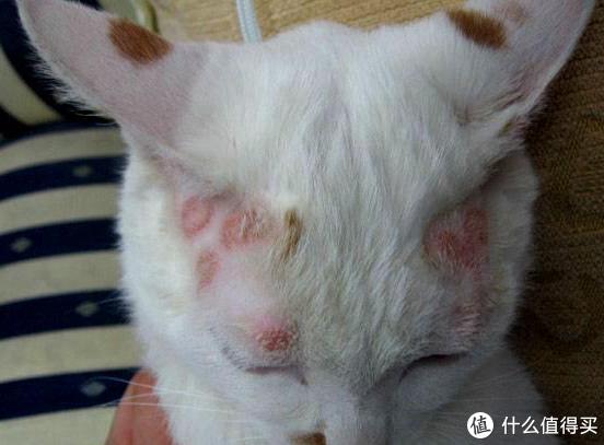 猫咪软便原因及处理_猫咪骨质疏松：老年猫骨折高风险_猫藓治疗方法