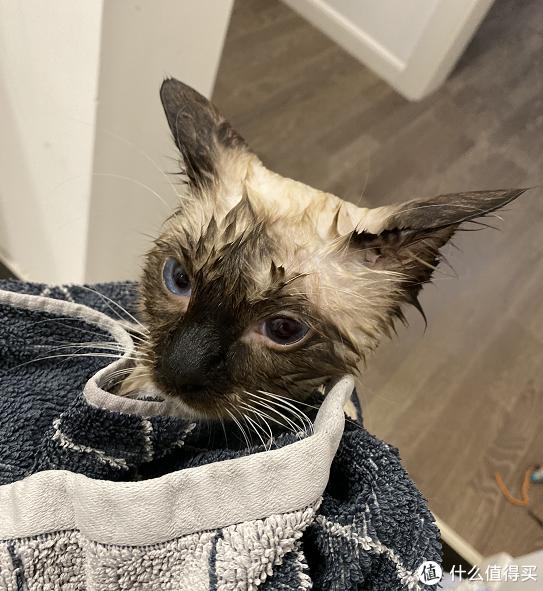 猫藓治疗方法_猫咪软便原因及处理_猫咪骨质疏松：老年猫骨折高风险