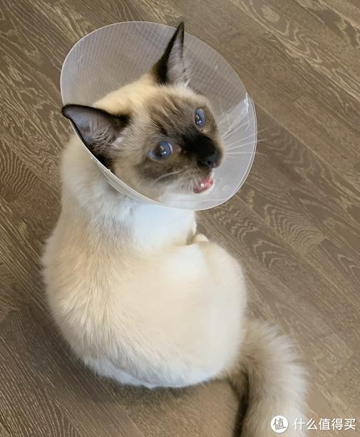 猫咪软便原因及处理_猫咪骨质疏松：老年猫骨折高风险_猫藓治疗方法