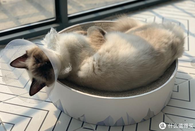 猫咪软便原因及处理_猫藓治疗方法_猫咪骨质疏松：老年猫骨折高风险