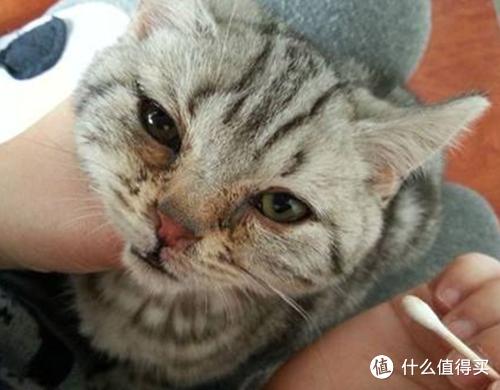 猫咪软便原因及处理_猫藓治疗方法_猫咪骨质疏松：老年猫骨折高风险