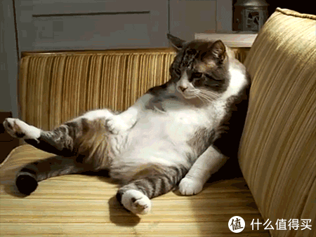 猫咪软便原因及处理_猫咪骨质疏松：老年猫骨折高风险_猫藓治疗方法