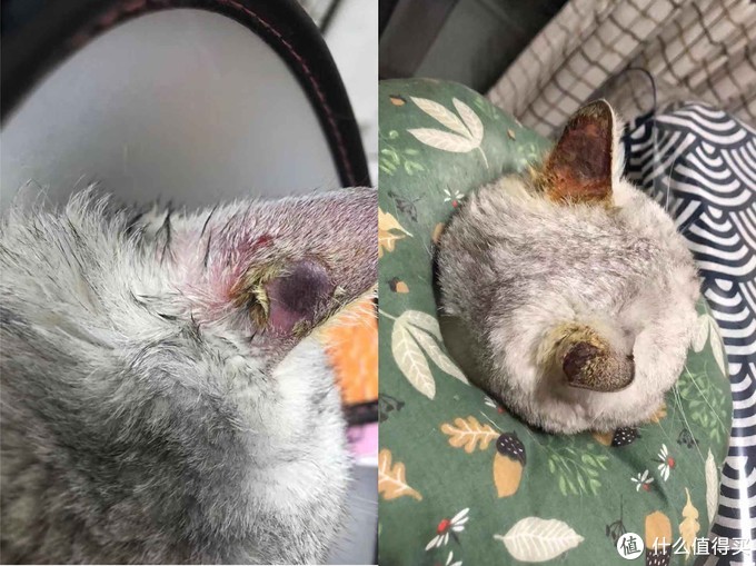 猫藓治疗方法_猫咪软便原因及处理_猫咪骨质疏松：老年猫骨折高风险