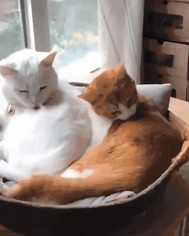 猫咪软便原因及处理_猫咪骨质疏松：老年猫骨折高风险_猫藓治疗方法