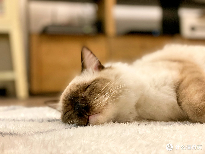猫咪软便原因及处理_猫咪骨质疏松：老年猫骨折高风险_猫藓治疗方法