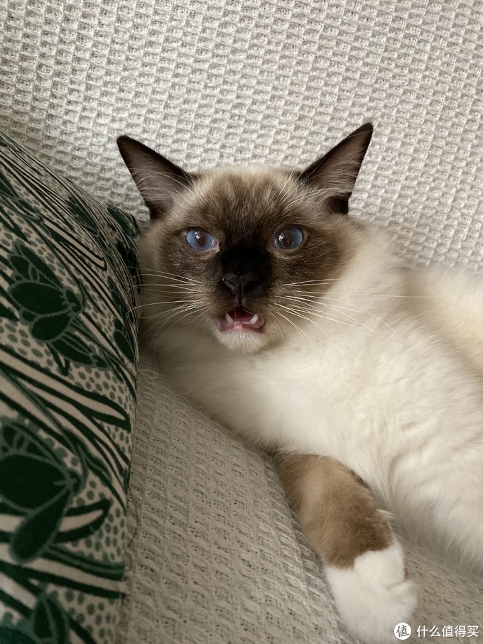 猫咪骨质疏松：老年猫骨折高风险_猫藓治疗方法_猫咪软便原因及处理
