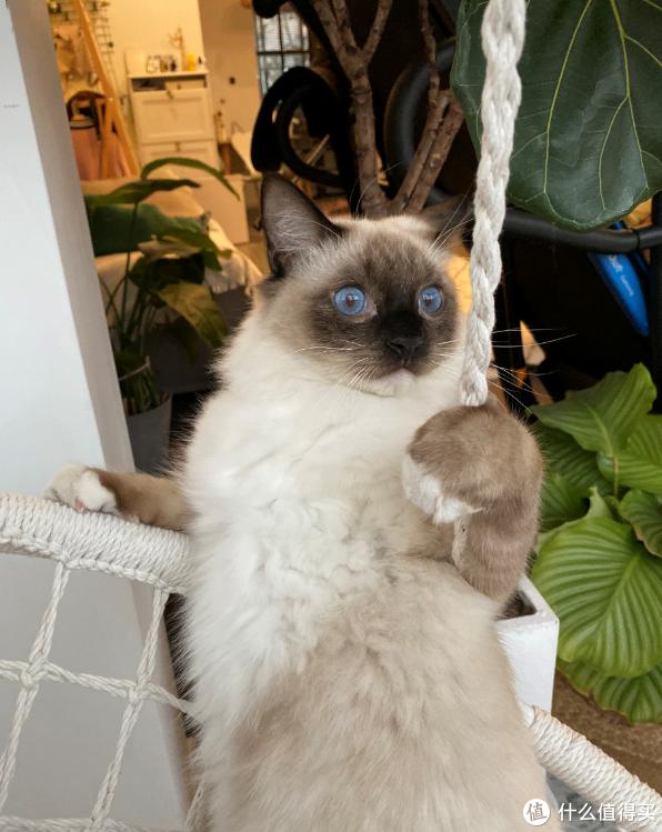 猫藓治疗方法_猫咪软便原因及处理_猫咪骨质疏松：老年猫骨折高风险