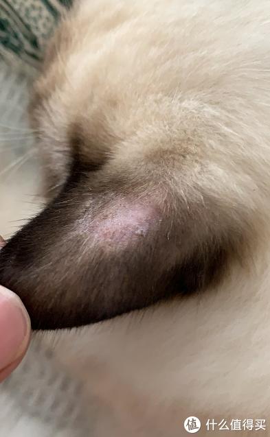 猫咪软便原因及处理_猫咪骨质疏松：老年猫骨折高风险_猫藓治疗方法