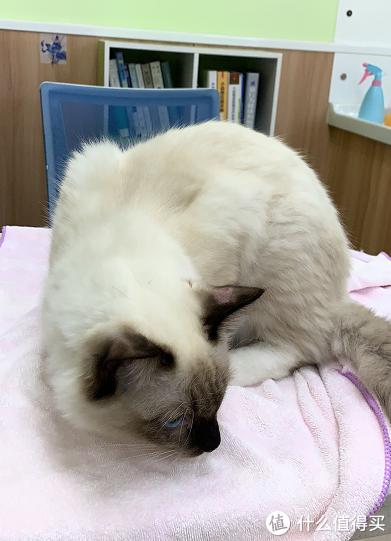猫咪骨质疏松：老年猫骨折高风险_猫藓治疗方法_猫咪软便原因及处理