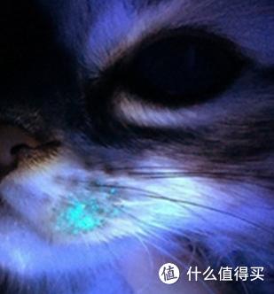 猫咪软便原因及处理_猫咪骨质疏松：老年猫骨折高风险_猫藓治疗方法