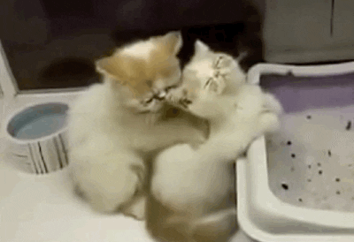 猫藓治疗方法_猫咪软便原因及处理_猫咪骨质疏松：老年猫骨折高风险