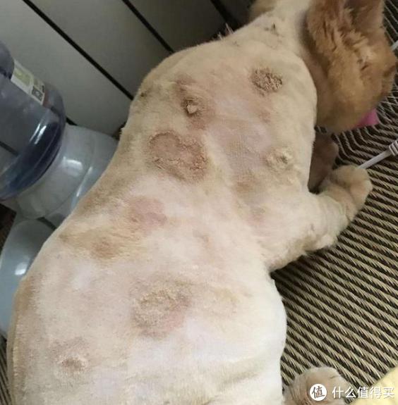 猫咪骨质疏松：老年猫骨折高风险_猫藓治疗方法_猫咪软便原因及处理