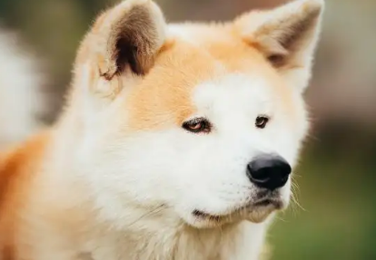 秋田犬的青光眼和皮肤病该怎么办?宠主可以了解一下!-派特超人-宠物