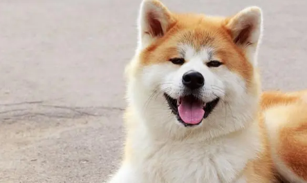 秋田犬的青光眼和皮肤病该怎么办？宠主可以了解一下！