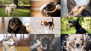 巴哥的眼球会掉出来？博美会秃顶？这23个品种的狗狗需要兽医的特别优待-派特超人-宠物