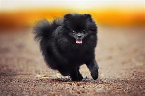 高端宠物用品推荐_纯种犬常见疾病_狗狗眼珠突出？青光眼和眼眶肿瘤