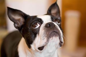 纯种犬常见疾病_狗狗眼珠突出？青光眼和眼眶肿瘤_高端宠物用品推荐