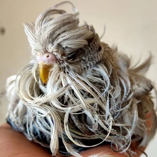 如何训练你的鹦鹉？9条鹦鹉行为规范请收好 | 肆养「鹦鹉」专题-派特超人-宠物