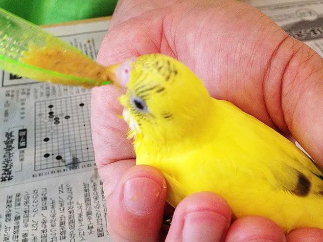 鹦鹉学语技巧与品种选择_鹦鹉居家适应性训练_训练小鸟不害怕吹风机