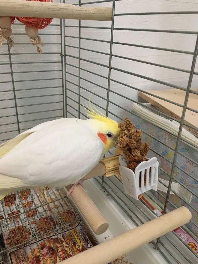 训练小鸟不害怕吹风机_鹦鹉居家适应性训练_鹦鹉学语技巧与品种选择