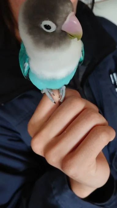 训练小鸟不害怕吹风机_鹦鹉学语技巧与品种选择_鹦鹉居家适应性训练