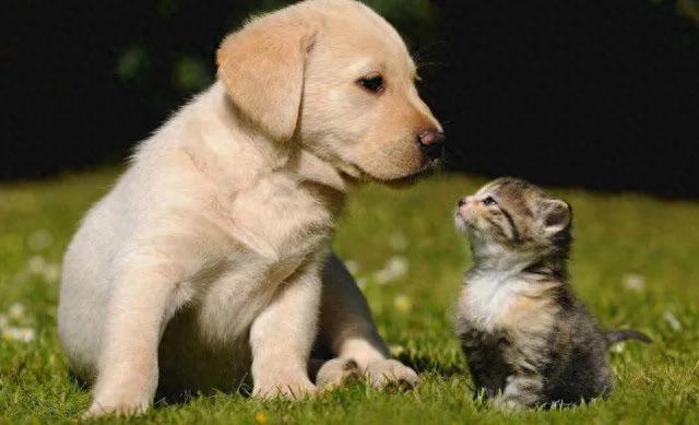 相传猫死了不能埋，如果埋了会怎样？老祖宗说：会引来一物-派特超人-宠物