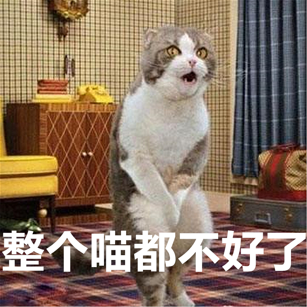猫咪自发性膀胱炎治疗 _ 波斯猫尿血原因分析 _猫咪特发性膀胱炎：反复发作对策