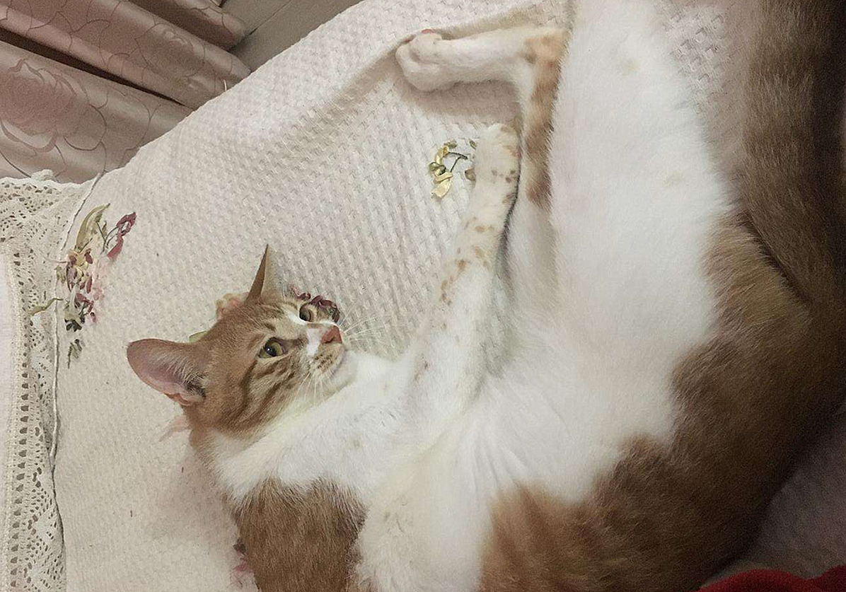 猫咪自发性膀胱炎治疗 _ 波斯猫尿血原因分析 _猫咪特发性膀胱炎：反复发作对策