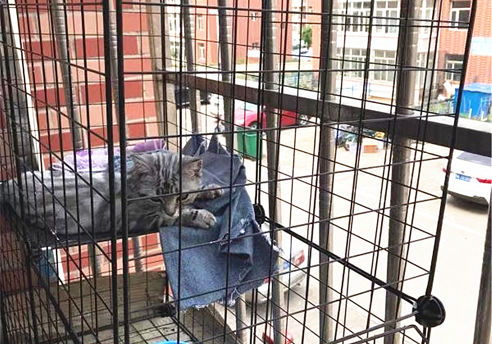 猫咪特发性膀胱炎：反复发作对策_猫咪自发性膀胱炎治疗 _ 波斯猫尿血原因分析 