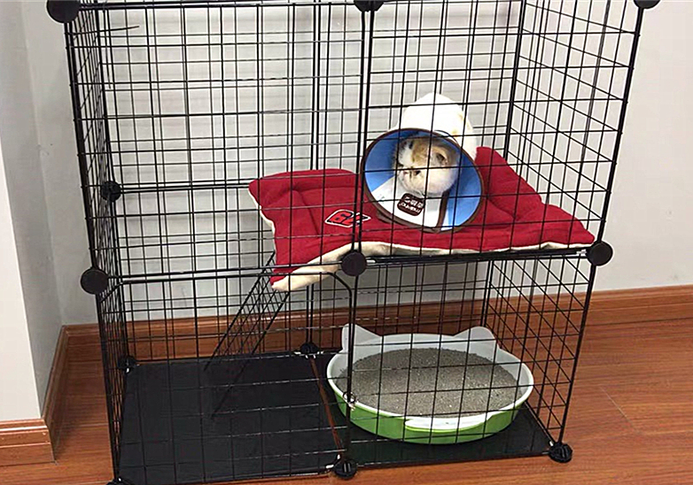 猫咪特发性膀胱炎：反复发作对策_ 波斯猫尿血原因分析 _猫咪自发性膀胱炎治疗 