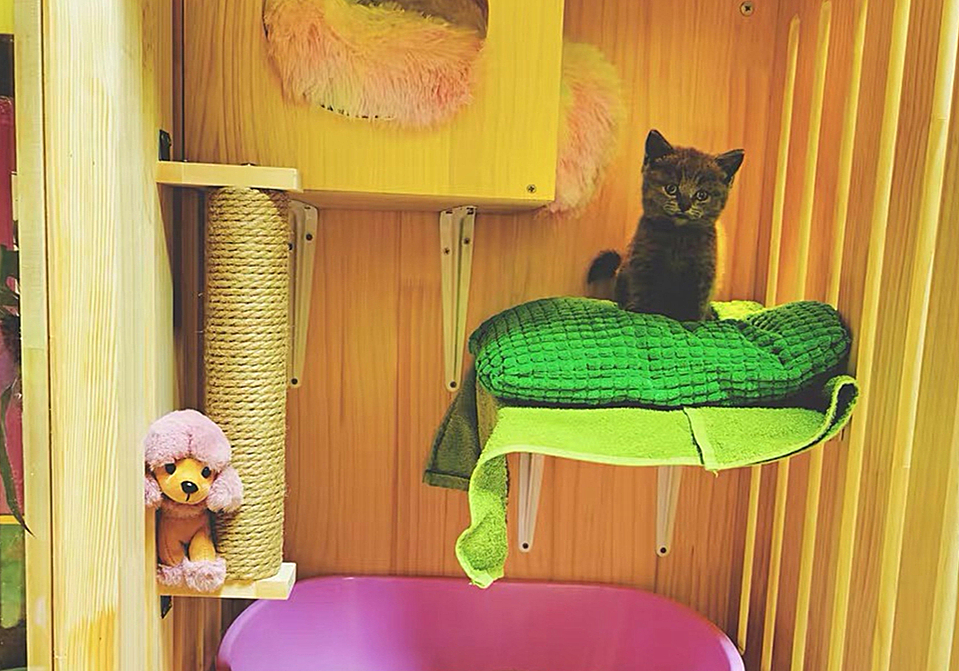 猫咪自发性膀胱炎治疗 _ 波斯猫尿血原因分析 _猫咪特发性膀胱炎：反复发作对策