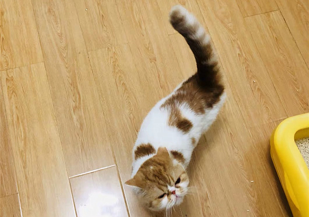 猫咪自发性膀胱炎治疗 _猫咪特发性膀胱炎：反复发作对策_ 波斯猫尿血原因分析 