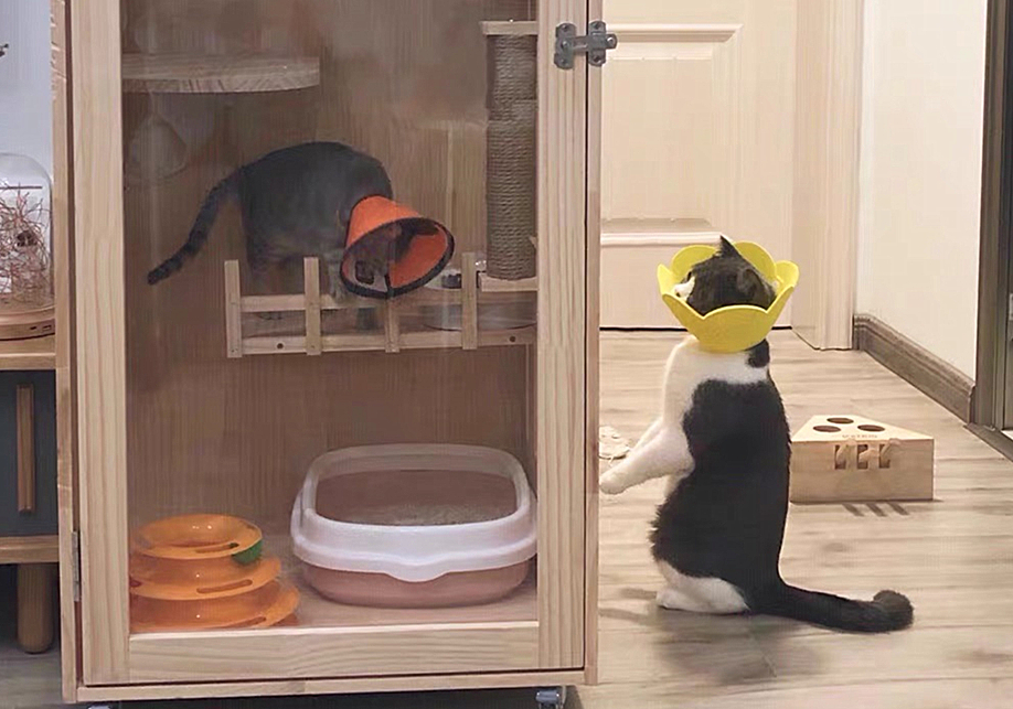 猫咪特发性膀胱炎：反复发作对策_猫咪自发性膀胱炎治疗 _ 波斯猫尿血原因分析 