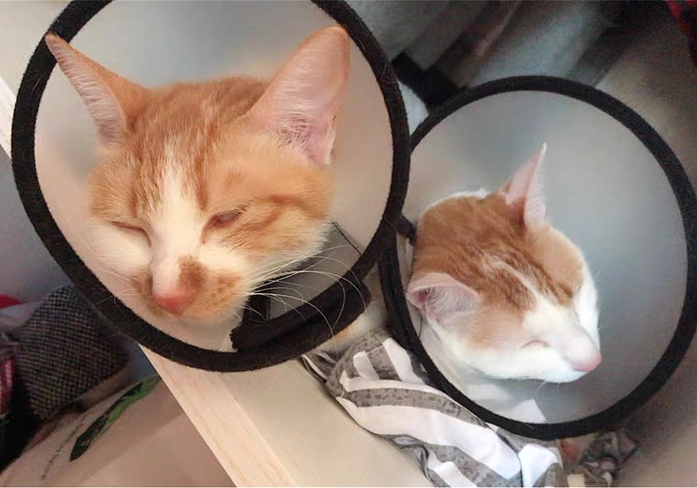  波斯猫尿血原因分析 _猫咪特发性膀胱炎：反复发作对策_猫咪自发性膀胱炎治疗 