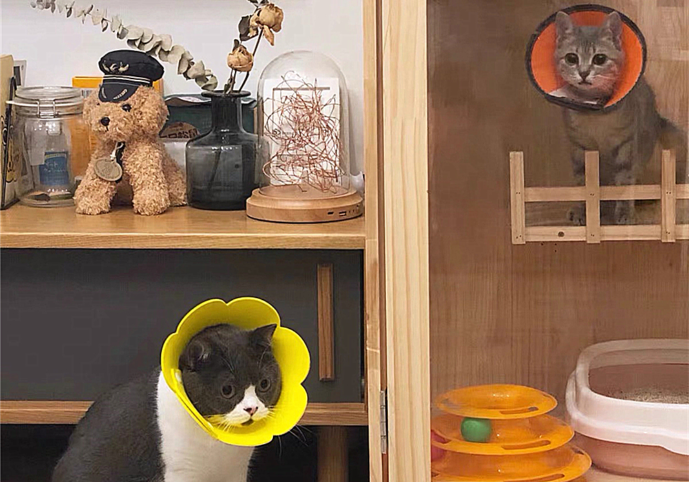 猫咪特发性膀胱炎：反复发作对策_ 波斯猫尿血原因分析 _猫咪自发性膀胱炎治疗 