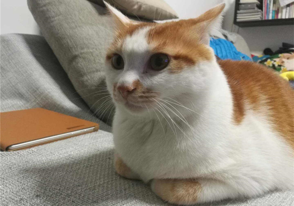  波斯猫尿血原因分析 _猫咪特发性膀胱炎：反复发作对策_猫咪自发性膀胱炎治疗 
