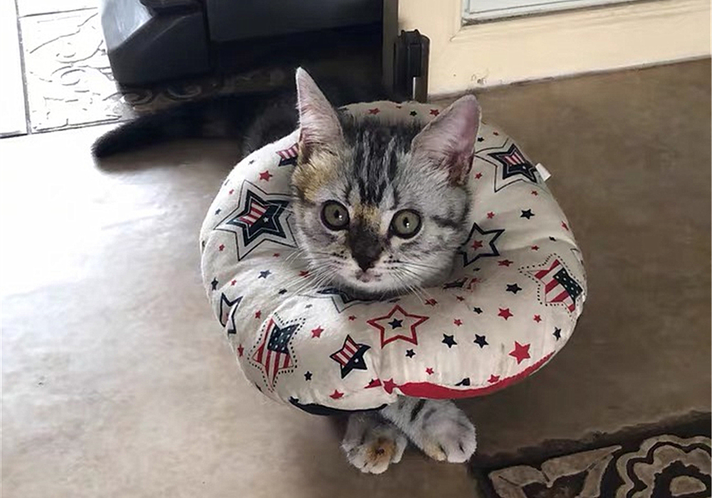 猫咪特发性膀胱炎：反复发作对策_ 波斯猫尿血原因分析 _猫咪自发性膀胱炎治疗 