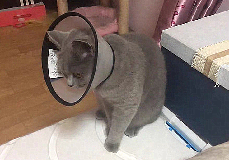 猫咪自发性膀胱炎治疗 _猫咪特发性膀胱炎：反复发作对策_ 波斯猫尿血原因分析 