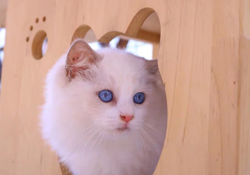 猫咪自发性膀胱炎治疗 _猫咪特发性膀胱炎：反复发作对策_ 波斯猫尿血原因分析 