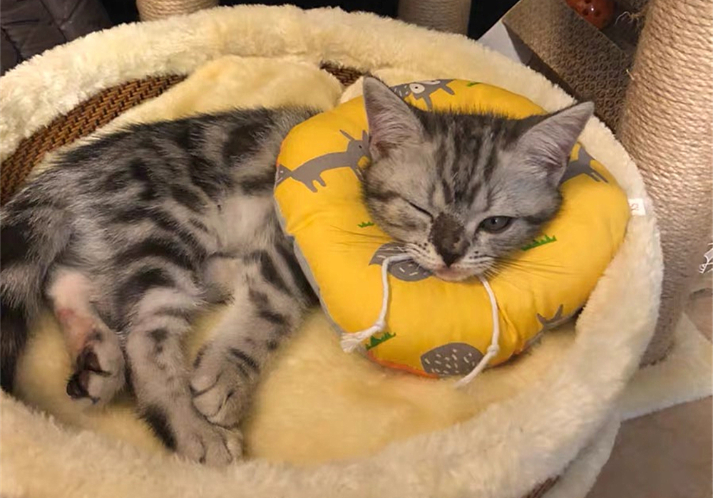 猫咪特发性膀胱炎：反复发作对策_猫咪自发性膀胱炎治疗 _ 波斯猫尿血原因分析 