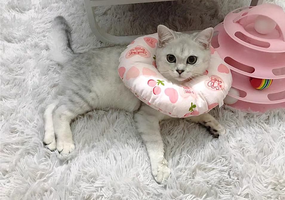  波斯猫尿血原因分析 _猫咪特发性膀胱炎：反复发作对策_猫咪自发性膀胱炎治疗 