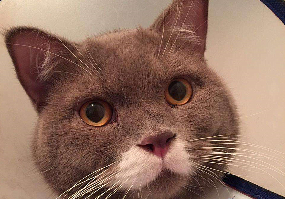  波斯猫尿血原因分析 _猫咪特发性膀胱炎：反复发作对策_猫咪自发性膀胱炎治疗 